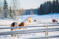 Hrimfaxi från Flottatjärn Hrimfaxi från Flottatjärn