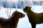 Farri ja Brella leikin tiimellyksessä. (kuva: Hanna Leppänen)