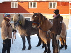 Erla on väriltään ruunikonkimo ja Vaenting punahallakko.